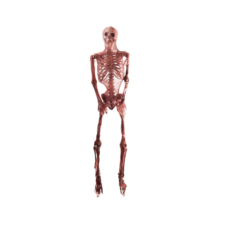 Amazon.co.jp: ハロウィン 骸骨 飾り 165cm等身大 スケルトン 怖い